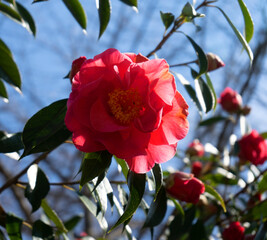 a red flower blooming on a tree branch