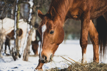  horse eats hay in winter, snow, cold, pasture