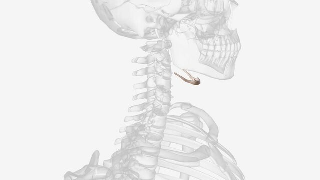 The hyoid bone is an intermediary between the skull and postcranial skeleton .