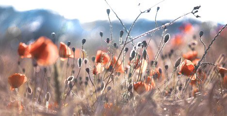 Blurry Wild flowers, poppies, grass in the meadow. Summer background in the rays of the setting...