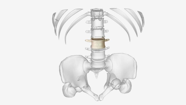 The upper pole of the left kidney lies at the level of the 12th thoracic vertebra, and the lower pole lies at the level of the third lumbar vertebra .