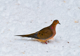 Zenaida dove (Zenaida sp.) - male pigeon looking for food in the snow in winter in New Jersey