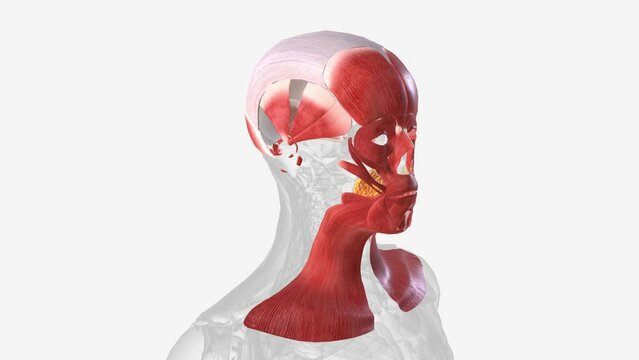 Muscles of facial expression 3d medical