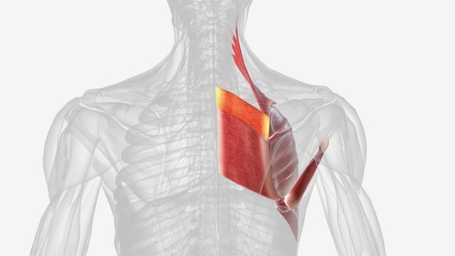 n human anatomy, the rhomboid minor is a small skeletal muscle of the back that connects the scapula to the vertebrae of the spinal column