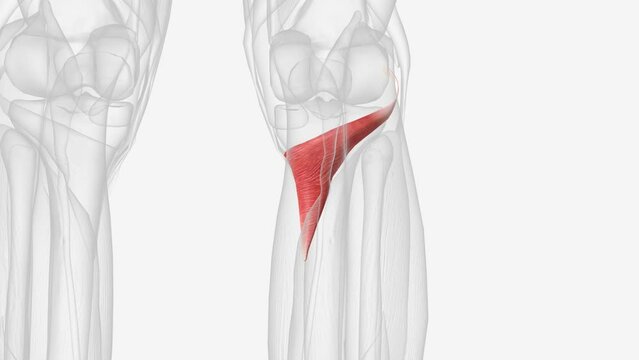 The popliteus muscle in the leg is used for unlocking the knees when walking .