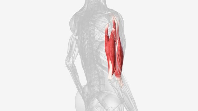 The brachialis (brachialis anticus), also known as the Teichmann muscle, is a muscle in the upper arm that flexes the elbow.