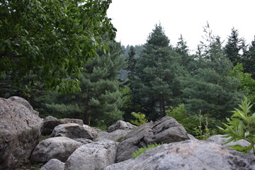 pine tree in the mountains