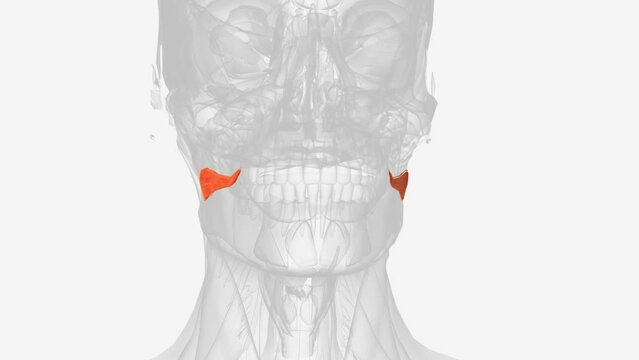 The risorius muscle is a highly variable muscle of facial expression .