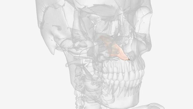 The vomer is one of the unpaired facial bones of the skull.