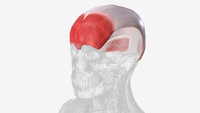 The occipitofrontalis muscle (epicranius muscle) is a muscle which covers parts of the skull.