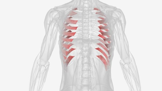 Innermost intercostals comprise the third and deepest layer of intercostal muscles .