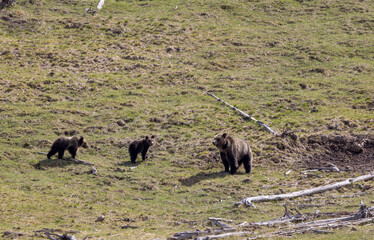 Grizzly Bear Sow and Cubs in Springtime in Yellowstone National Park Wyoming