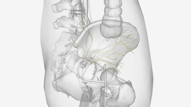 The superior gluteal nerve is responsible for innervation of the gluteus medius .