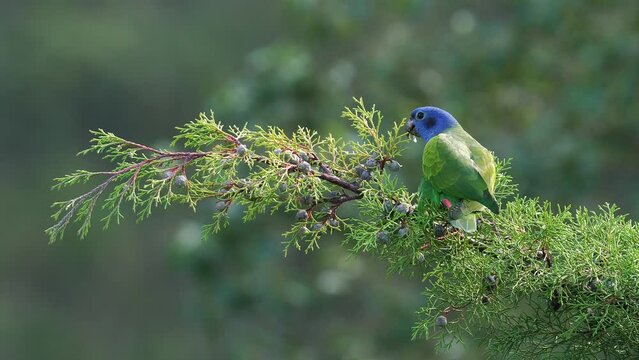 Loro cabeza azul, aves de Colombia