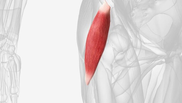 The tensor fasciae latae is a muscle of the thigh.