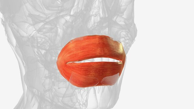 Orbicularis oris muscle, also known as musculus orbicularis oris is a complex .