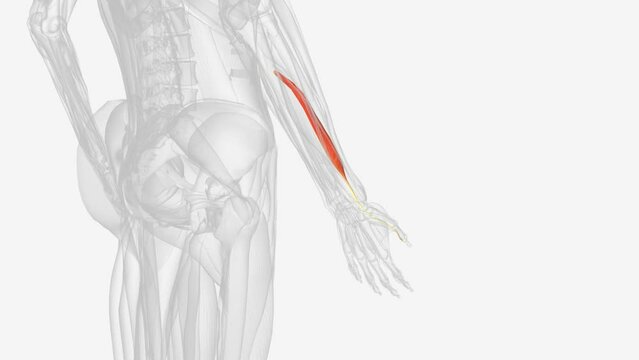 The flexor pollicis longus (FPL) muscle is one of the three deep flexors of the volar compartment of the forearm .
