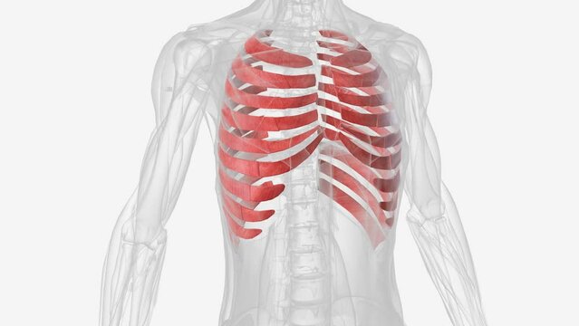 These muscles are found between the ribs, and there are two kinds: the internal and external intercostals .