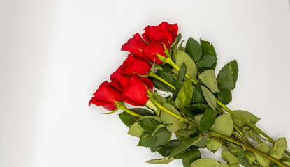 Beautiful red roses on a white background