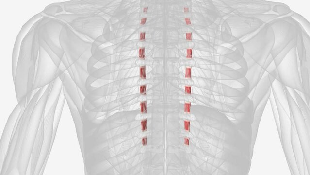 The thoracic subdivision has unpaired intertransversarii muscles between the transverse processes of the three inferior vertebrae .