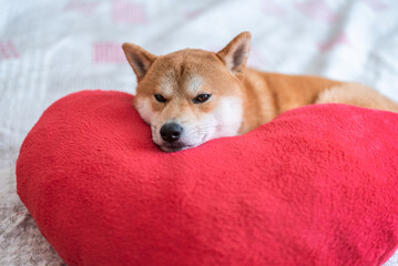 Shiba inu dog is lying on soft red heart shaped pillow on the bed.