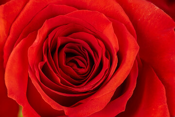 Beautiful red rose close up. Floral background