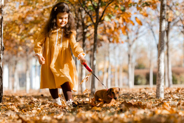 Cute little brunette girl walks in autumn with a dachshund dog in the park