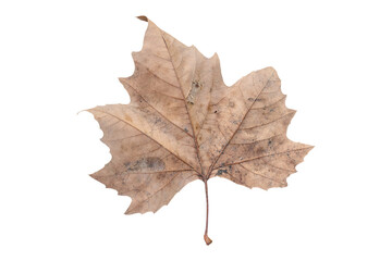 large tree leaf autumn colors