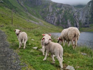 Obraz premium Familia de ovejas