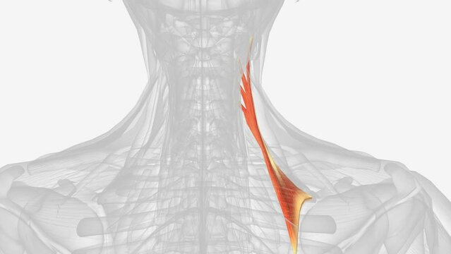 Levator scapulae is a posterior Axio-appenducular muscle that connects the upper limb to the vertebral column .