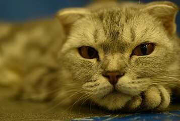 gray tabby cat scottish fold breed resting its head on soft paws animal