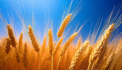 Golden wheat fields with a vibrant blue sky, food scarcity concept