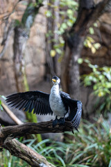 Little Pied Cormorant (Microcarbo melanoleucos) in Australia