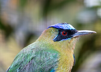 Amazonian Motmot (Momotus momota) in Northeastern Argentina