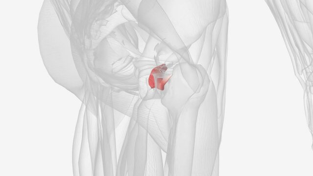 The obturator externus is a muscle of the medial compartment of the thigh .