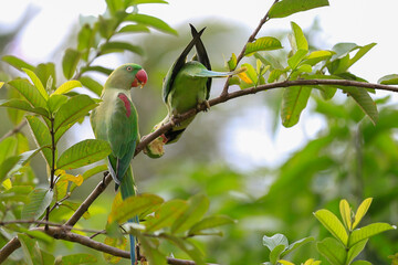 bird on a tree