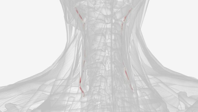 Lateral posterior cervical intertransversarii 3d .