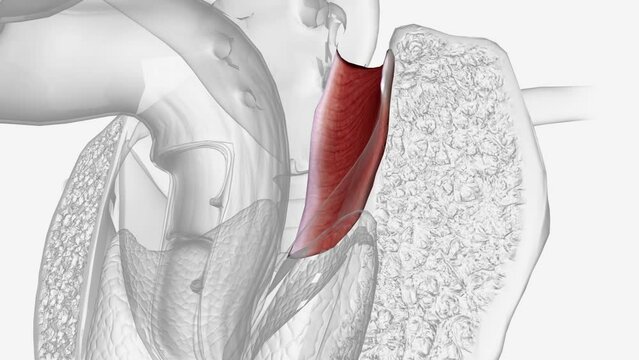 The coccygeus muscle or ischiococcygeus is a muscle of the pelvic floor, located posterior to levator ani and anterior to the sacrospinous ligament