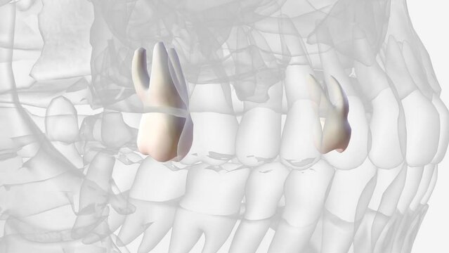 The maxillary second molars resemble the maxillary first molars anatomically.
