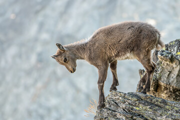 Alpine ibex cub (Capra ibex) climbing an incredibly steep cliff against blurred rock wall in the...