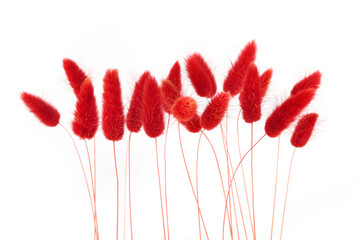 Red fluffy bunny tails grass isolated on white background. Dried Lagurus flowers grasses.