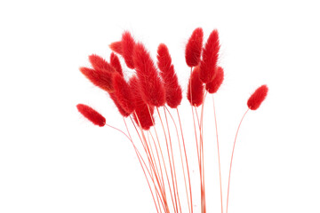 Red fluffy bunny tails grass isolated on white background. Dried Lagurus flowers grasses.