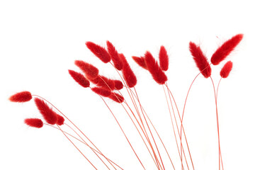 Red fluffy bunny tails grass isolated on white background. Dried Lagurus flowers grasses.