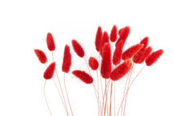 Red fluffy bunny tails grass isolated on white background. Dried Lagurus flowers grasses.