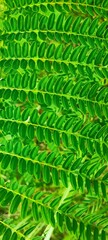 Leaf of Mimosa or Persian Silk Tree or Pink Silk Tree or Silk Tree Or   Albizia julibrissin