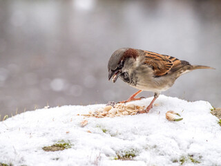 Haussperling (Passer domesticus) an der Futterstelle