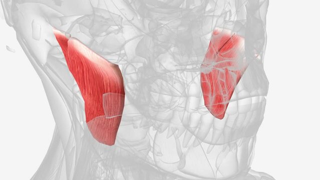 The masseter is one of the muscles of mastication .