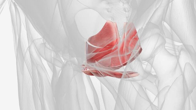Muscles of pelvic floor and perineum .