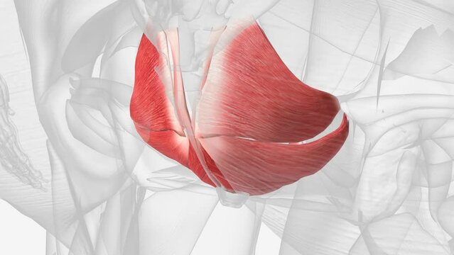 The pelvic floor muscles span the bottom of the pelvis and support the pelvic organs (bladder and bowel, and uterus (womb) in women)