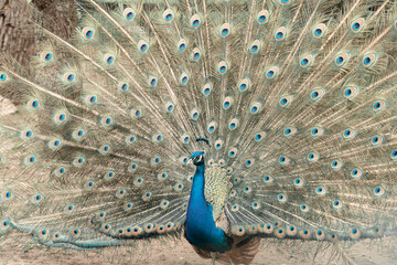 Obraz premium Close up of colorful peacock with his feathers fanned out